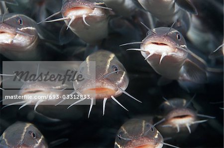 School of Striped catfish