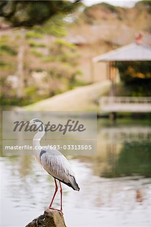 Grey Heron in Korakuen Garden in Okayama