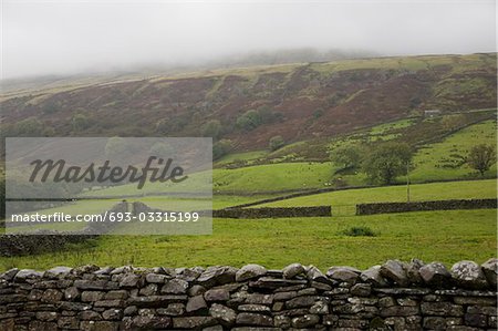 Fields in Yorkshire Dales, Yorkshire, England