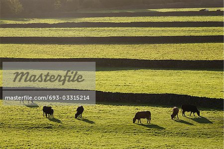 Cows on pasture in Yorkshire Dales, Yorkshire, England