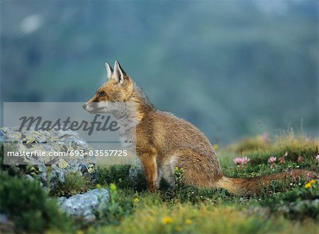 Fox on mountain pass