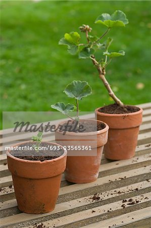 Three Potted Plants