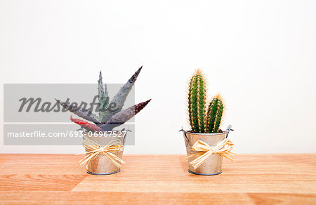 A variety of Cacti in pots