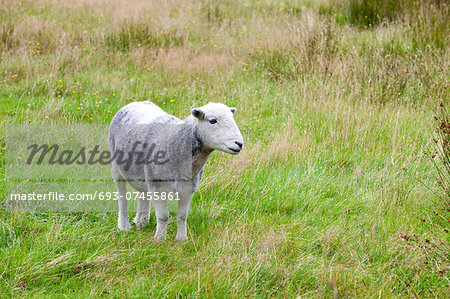 Young sheep on pastured land