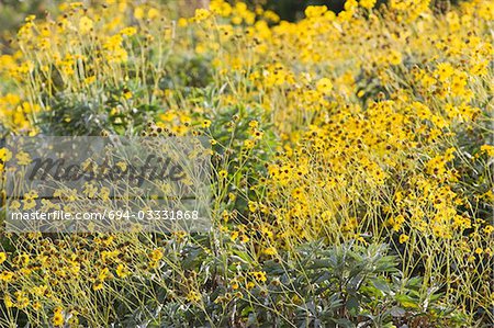 Dubai, UAE, Colourful yellow flowers in gardens at Creekside Park in Bur Dubai