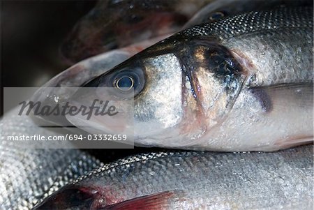 Pile of fresh fish, close-up