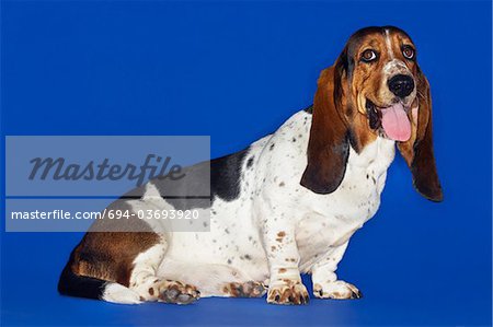 Basset hound, sitting, tongue out