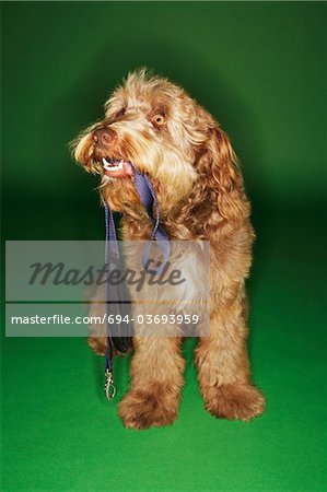 Otterhound sitting, holding leash in mouth