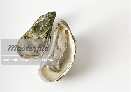 Oyster