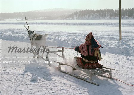 Finland, saami driving reindeer sled