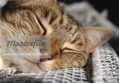 Cat sleeping, face, extreme close-up.