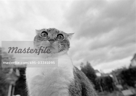 Cat's face, black and white, low angle view