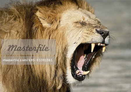 Lion roaring (Panthera leo), head and shoulders