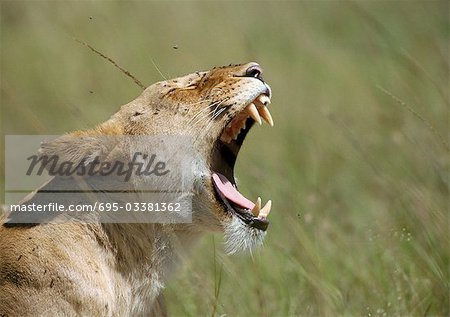 Lion growling (Panthera leo), face covered with flies, cropped view of head and shoulders