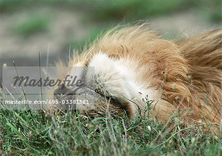 Lion (Panthera leo) rolling in grass, close-up of head