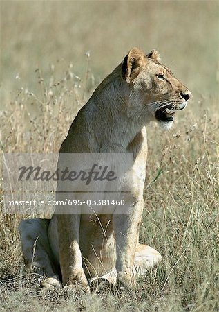 Lioness (Panthera leo) sitting in grass, full length