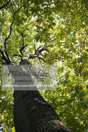 Tree trunk and canopy, low angle view