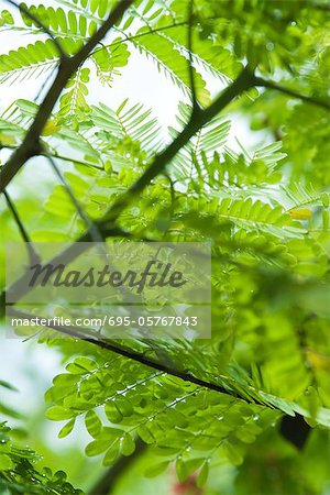 Mimosa branches and leaves, close-up