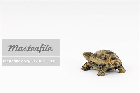 Toy turtle