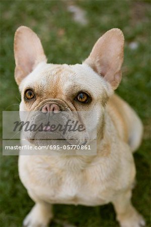 French Bulldog