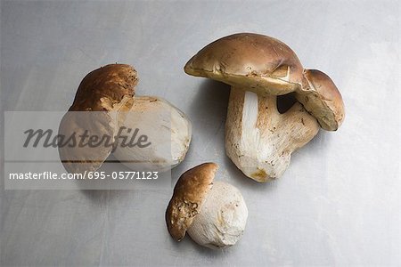 Cep or Porcini mushrooms (Boletus edulis)