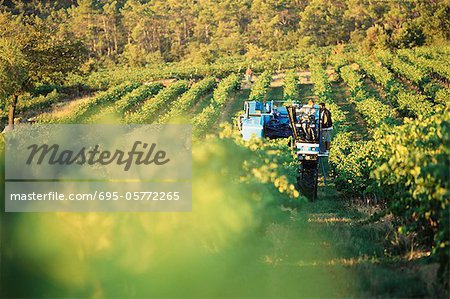 Grape harvest