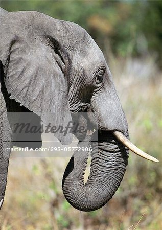 african elephant profile trunk up