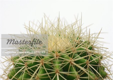 Cactus, extreme close-up