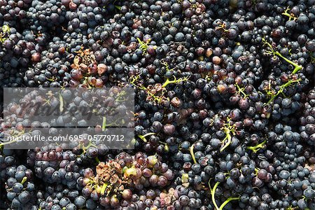Black grapes, full frame