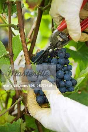 Person cutting grapes off vine, cropped view of hands