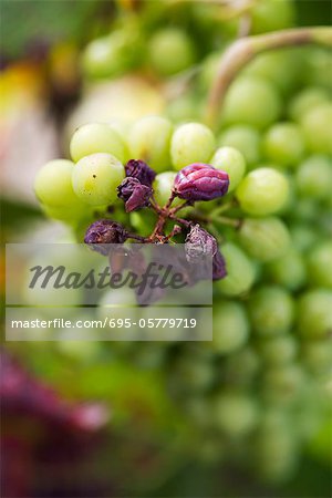 Raisins and grapes on stem