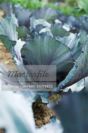 Red cabbage growing in vegetable garden