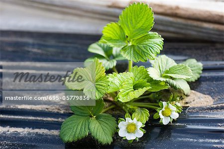 Strawberry plant growing in vegetable garden