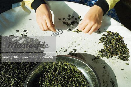 Woman sorting tea leaves, cropped view of hands