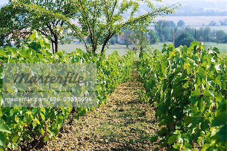 Path in vineyard