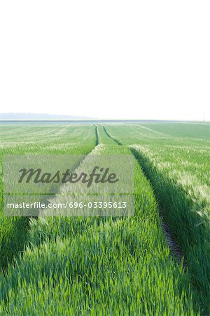 Tire tracks in field of grass, horizon in distance