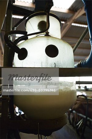 Milk collecting in milking machine