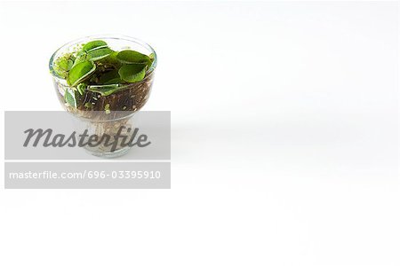 Plant growing in glass of water