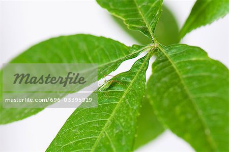 Katydid on green leaf, close-up, high angle view
