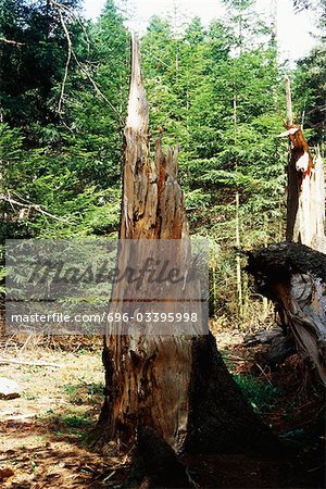Damaged tree stump