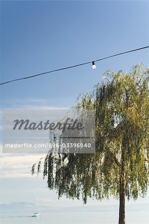 Power line strung above weeping willow, single light bulb