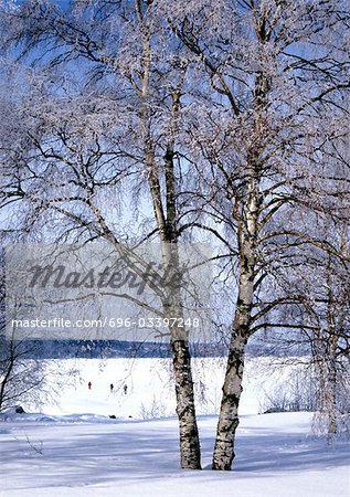 Sweden, birches growing in snow
