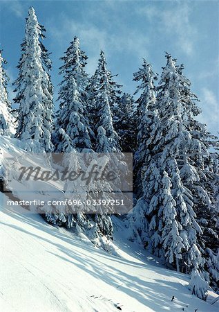 Sweden, snow covered fir trees on snowy slope in front of blue sky