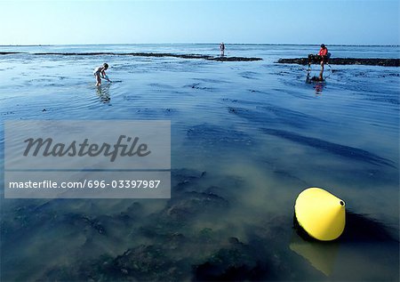France, Normandy, people fishing with nets at lowtide