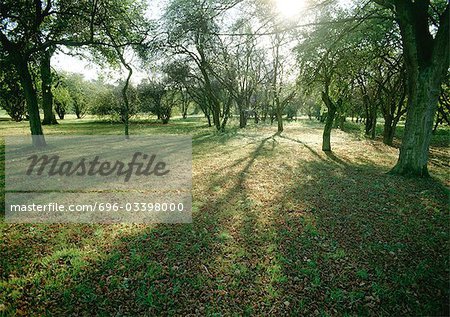 France, Picardy, trees in field with sun shining through branches
