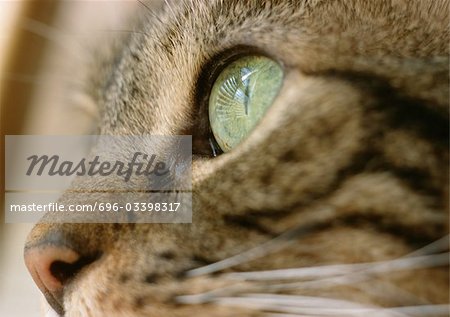 Cat with green eye, extreme close-up