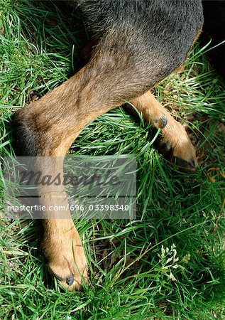 Dog's hind legs, lying down.