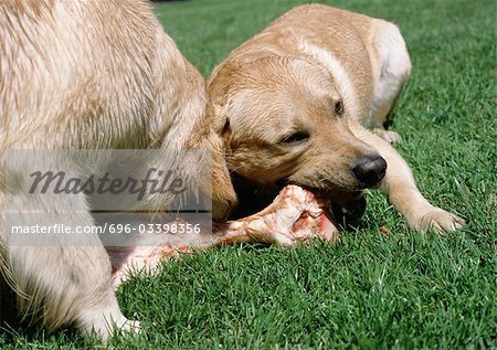 Puppy and dog chewing on bone in grass.