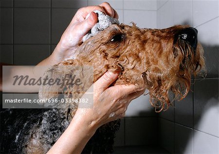 Terrier being bathed