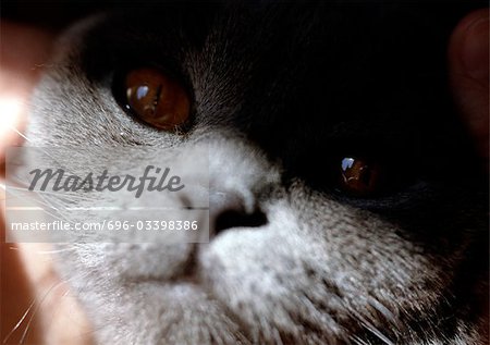 Persian cat's face with shadow.